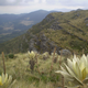 Páramo habitat in Colombia